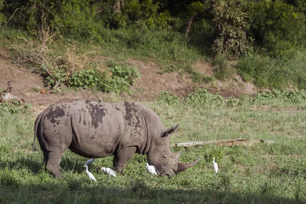 Rinoceronte bianco meridionale nel parco nazionale di Kruger, Sud Africa — Foto Stock