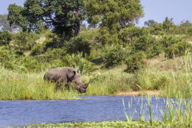 Güney beyaz gergedan Kruger National park, Güney Afrika