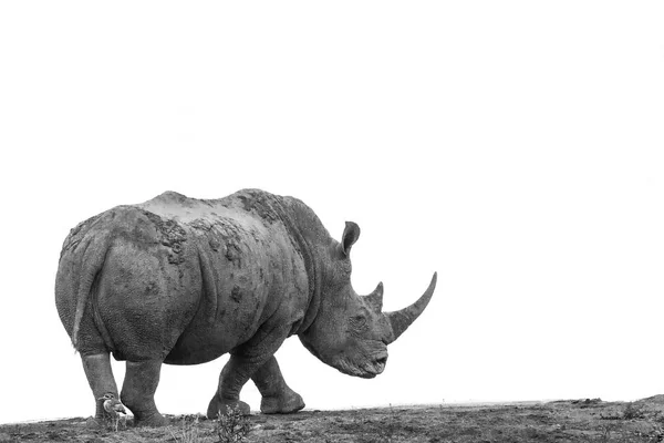 Rinoceronte bianco meridionale nel parco nazionale di Kruger, Sud Africa — Foto Stock