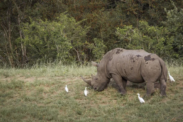 Rinoceronte bianco meridionale nel parco nazionale di Kruger, Sud Africa — Foto Stock