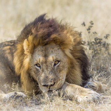 Afrika aslanı Kruger National park, Güney Afrika