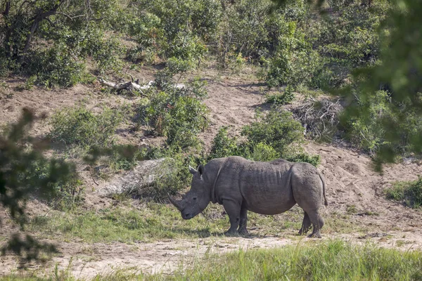 Rinoceronte-branco-do-sul no Parque Nacional Kruger, África do Sul — Fotografia de Stock