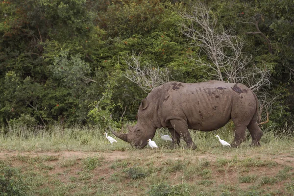 Rinoceronte bianco meridionale nel parco nazionale di Kruger, Sud Africa — Foto Stock