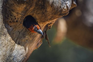 Siyah yakalı Barbet Kruger Milli Parkı, Güney Afrika ağaç deliği yuvalama ; Ramphastidae Specie Lybius torquatus ailesi