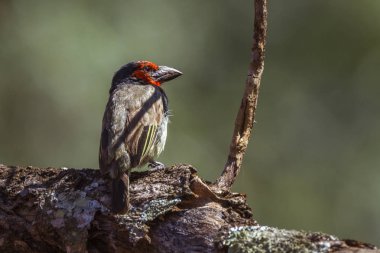 Kruger Milli Parkı doğal arka planda Siyah yakalı Barbet, Güney Afrika ; Ramphastidae Specie Lybius torquatus ailesi