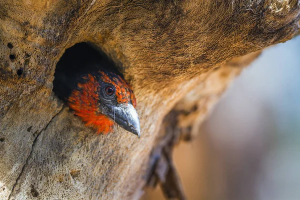 Чорний Комір Barbet Гніздування Дерево Отвір Національному Парку Крюгер Південна — стокове фото