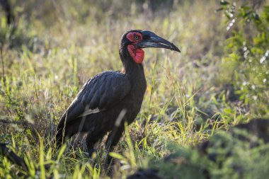 Güney Ground Hornbill Kruger Milli Parkı backlit, Güney Afrika ; Bucerotidae Specie Bucorvus leadbeateri ailesi