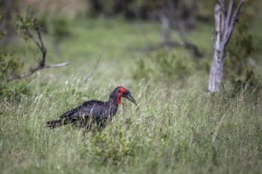 Güney Ground Hornbill Kruger Milli Parkı yeşil savana yürüyüş, Güney Afrika ; Bucerotidae Specie Bucorvus leadbeateri ailesi