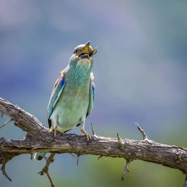 Evropský Válec Polypolák Kruger National Park Jižní Afrika Specie Coracias — Stock fotografie