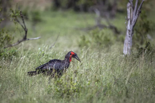Südlicher Erdhornvogel Wandert Der Grünen Savanne Kruger Nationalpark Südafrika Art — Stockfoto