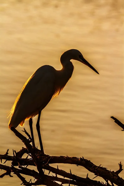 Mała Egret Parku Narodowym Krugera Rpa Specie Egretta Garzetta Rodzina — Zdjęcie stockowe