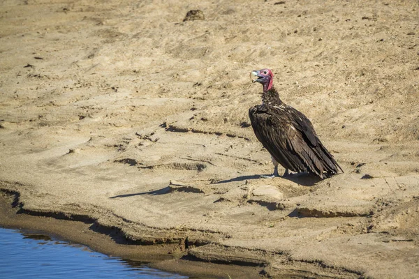 Lappet Faced Vulture River Side Kruger National Park South Africa — Stock Photo, Image