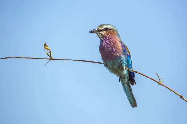 Lila Breasted Roller Geïsoleerd Blauwe Lucht Het Kruger National Park — Stockfoto