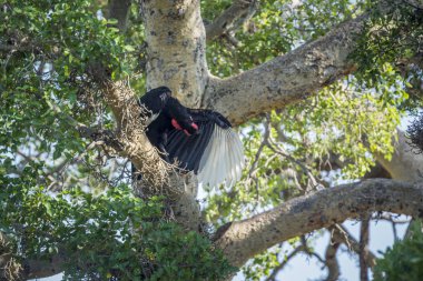 Güney Ground Hornbill Kruger Milli Parkı'nda bir ağaçtık, Güney Afrika ; Bucerotidae Specie Bucorvus leadbeateri ailesi