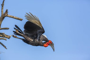 Güney Ground Hornbill Kruger Milli Parkı, Güney Afrika'da mavi gökyüzünde izole uçan ; Bucerotidae Specie Bucorvus leadbeateri ailesi