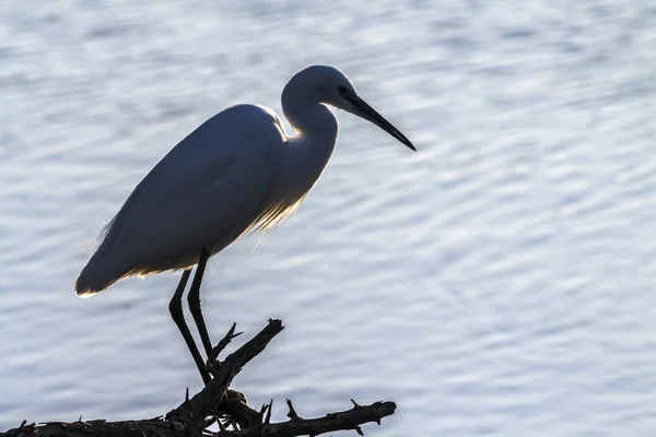 Pequeña Garza Parque Nacional Kruger Sudáfrica Especie Egretta Garzetta Familia —  Fotos de Stock