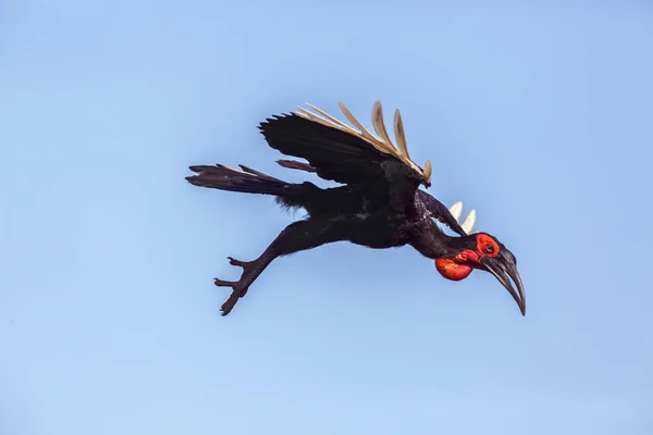 Sydlig Mark Hornbill Som Flyger Isolerad Blå Himmel Kruger National — Stockfoto