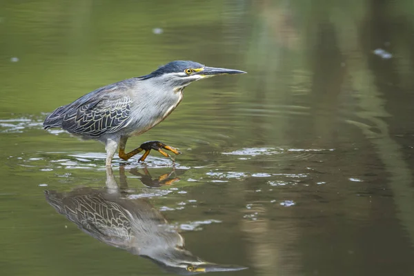 Zielona Wata Czapką Refleksją Parku Narodowym Krugera Rpa Specie Butorides — Zdjęcie stockowe