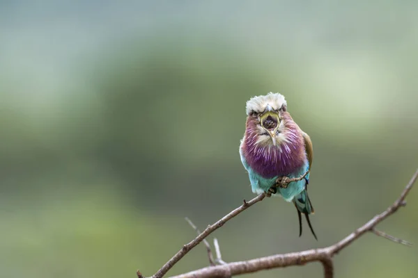 南非克鲁格国家公园丁香排扣滚筒 Coraciidae Coracias Caudatus 家族的钱币 — 图库照片