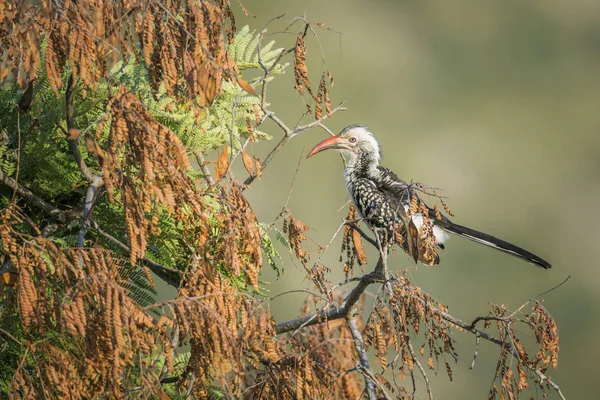 Southern Red Billed Hornbill Isolated Natural Background Kruger National Park — Stock Photo, Image