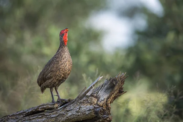 Swainson Spurfowl Singing Morning Kruger National Park South Africa Specie — стоковое фото