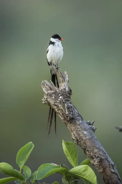 Pin Tailed Whydah Nel Parco Nazionale Kruger Sud Africa Specie — Foto Stock