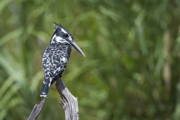 Pied Kingfisher Perched Isolado Fundo Natural Parque Nacional Kruger África — Fotografia de Stock