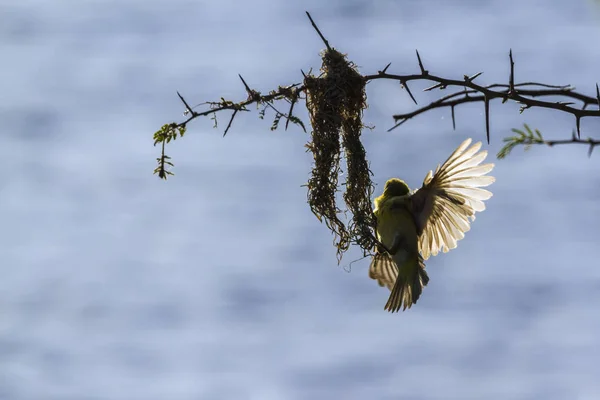 Spectacled Weaver Building Nest Kruger National Park Sydafrika Arten Ploceus — Stockfoto