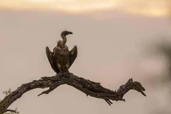 在南非克鲁格国家公园黎明时分，白色支持秃鹰栖息在死树枝上;阿切皮里达的吉普人非洲家族 — 图库照片