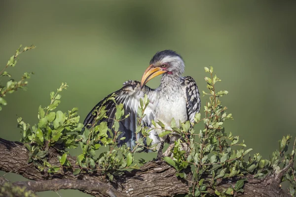 Güney Sarı Gagalı Hornbill Kruger Milli Parkı Güney Afrika Görünümü — Stok fotoğraf