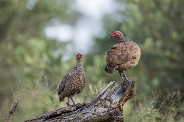 Swainson's Spurfowl Çift Kruger Milli Parkı, Güney Afrika'da günlük tünemiş ; Phasianidae Specie Pternistis swainsonii aile