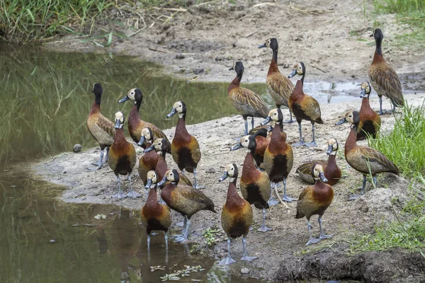 Beyaz Küçük Bir Grup Kruger Milli Parkı Güney Afrika Nehir — Stok fotoğraf