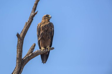 Wahlberg's Eagle Kruger Milli Parkı, Güney Afrika'da mavi gökyüzünde izole ; Accipitridae Specie Hieraaetus wahlbergi ailesi