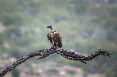 Kruger Ulusal Parkı'nda beyaz destekli Akbaba, Güney Afrika