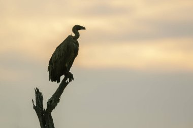 Kruger Ulusal Parkı'nda beyaz destekli Akbaba, Güney Afrika