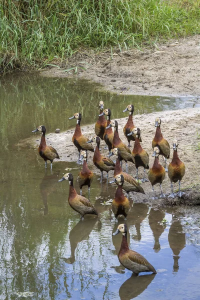 Small Group White Faced Whistling Duck Riverside Kruger National Park — Stock Photo, Image