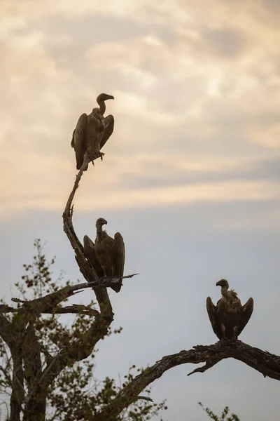 Vit stöttas Vulture i Kruger National Park, Sydafrika — Stockfoto