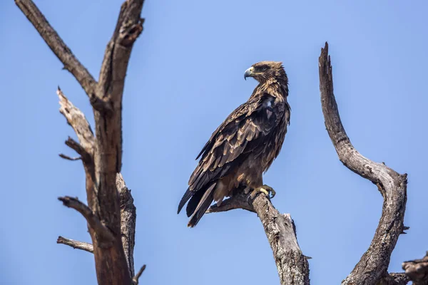 Wahlberg Eagle Kruger Milli Parkı Güney Afrika Mavi Gökyüzünde Izole — Stok fotoğraf