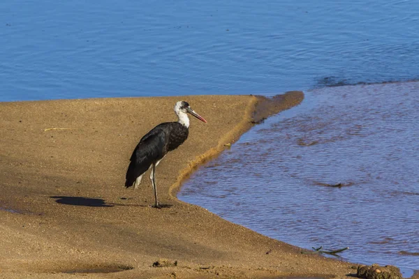 Woolly Necked Stork Riverbank Kruger National Park South Africa Specie — Stock Photo, Image