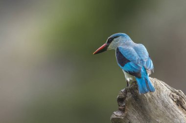 Woodland kingfisher Kruger Milli Parkı, Güney Afrika'da bir günlük tünemiş ; alcedinidae specie Halcyon senegalensis ailesi