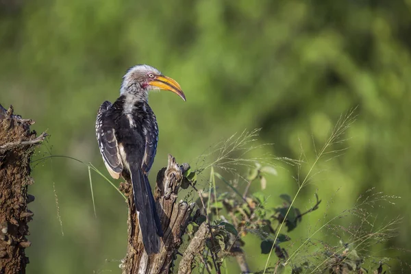 Southern Yellow Billed Hornbill Perched Rear View Kruger National Park — Stock Photo, Image