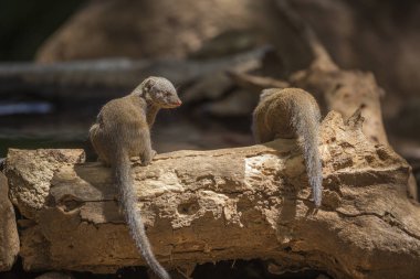 Su aygırı Kruger National park, Güney Afrika