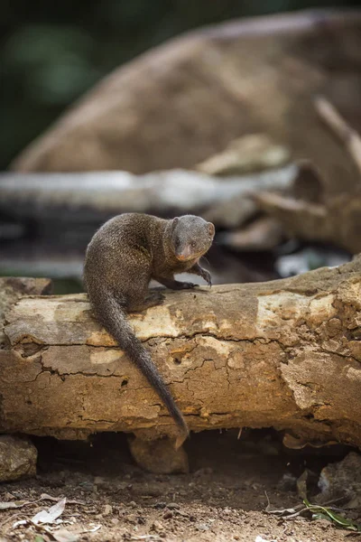 Flodhäst i Kruger National park, Sydafrika — Stockfoto