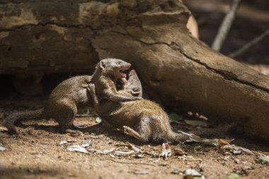 Su aygırı Kruger National park, Güney Afrika