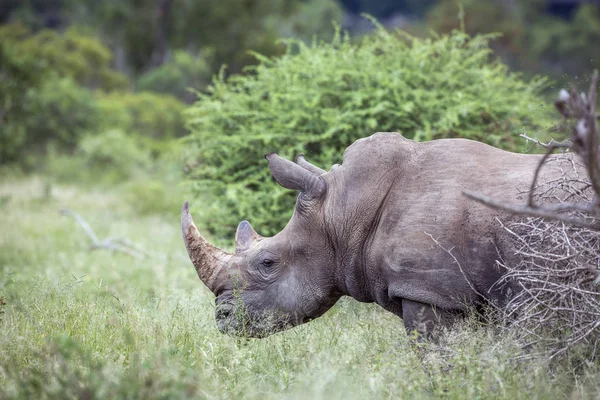 Südliches Breitmaulnashorn im Kruger Nationalpark, Südafrika — Stockfoto