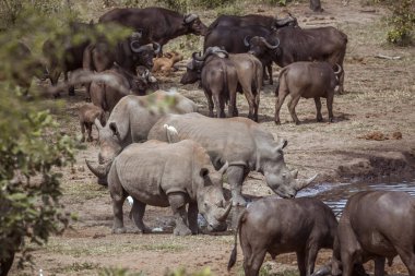 Güney beyaz gergedan Kruger National park, Güney Afrika
