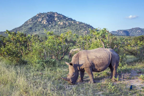 Güney beyaz gergedan Kruger National park, Güney Afrika — Stok fotoğraf