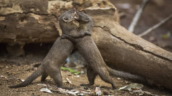 Nijlpaard in Kruger National park, Zuid-Afrika — Stockfoto