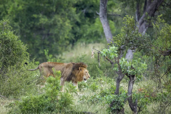African lion in Kruger National park, South Africa — Stock Photo, Image