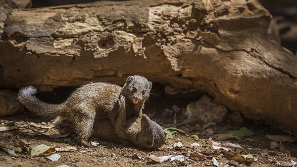 Nijlpaard in Kruger National park, Zuid-Afrika — Stockfoto